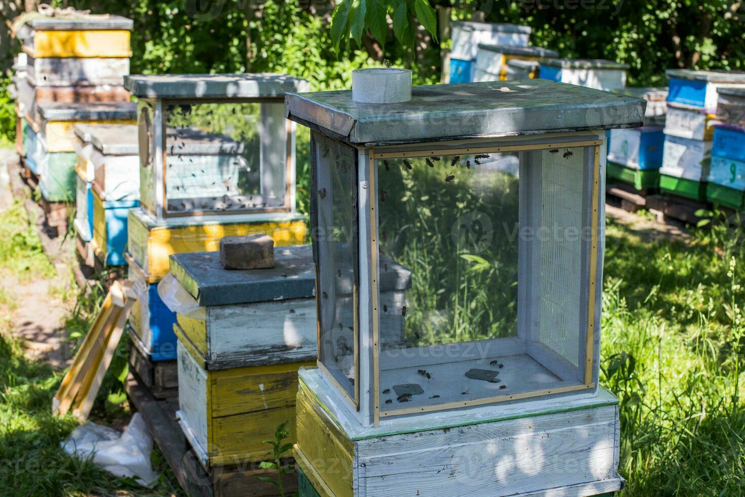 drones fly honey bee artificial insemination. Drone Rearing. photo