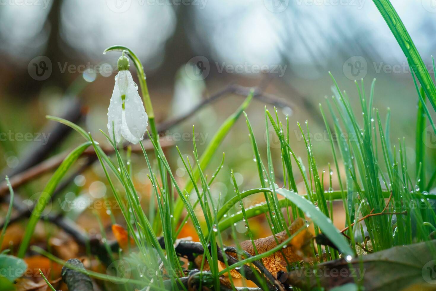 Galanthus, snowdrop three flowers against the background of trees. photo