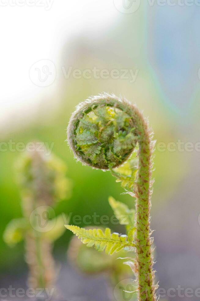 A fern unrolling a young frond. Polypodiopsida. photo