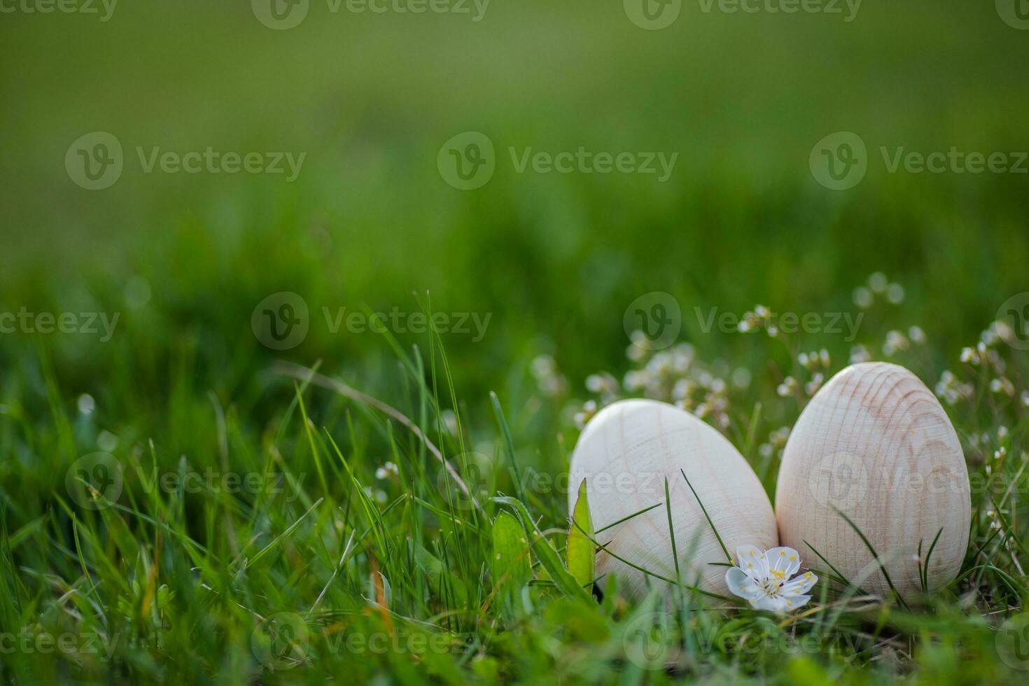 Two white Easter eggs with a branch of apricot in green grass. Easter background. Search for eggs at Easter. photo