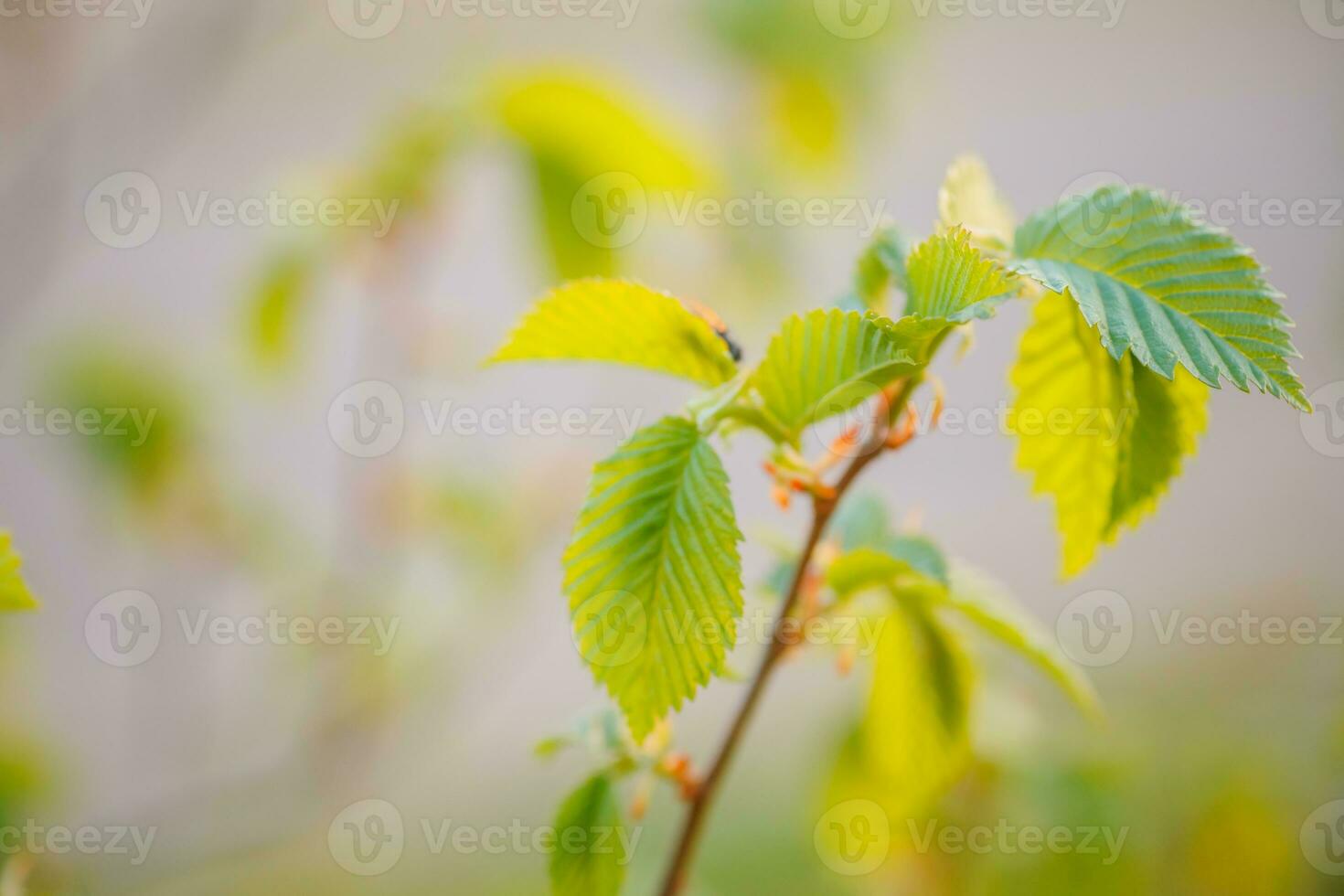 Young tree leaves in spring on a blurred background photo