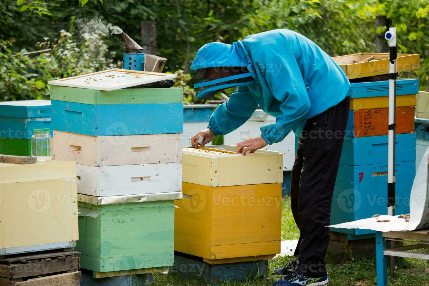 beekeeper returns frame to hive. uniting bee family and puts frame with queen cells in apiary. Beekeeping. photo