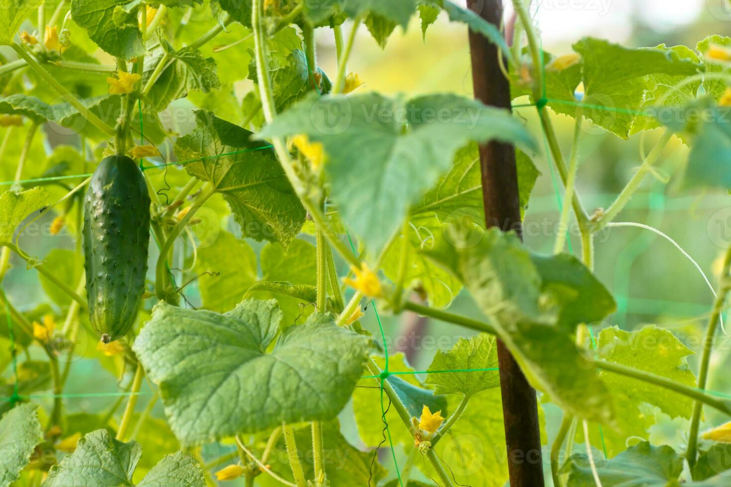 One green ripe cucumber on a bush among the leaves. Cucumber on the background of the garden. photo