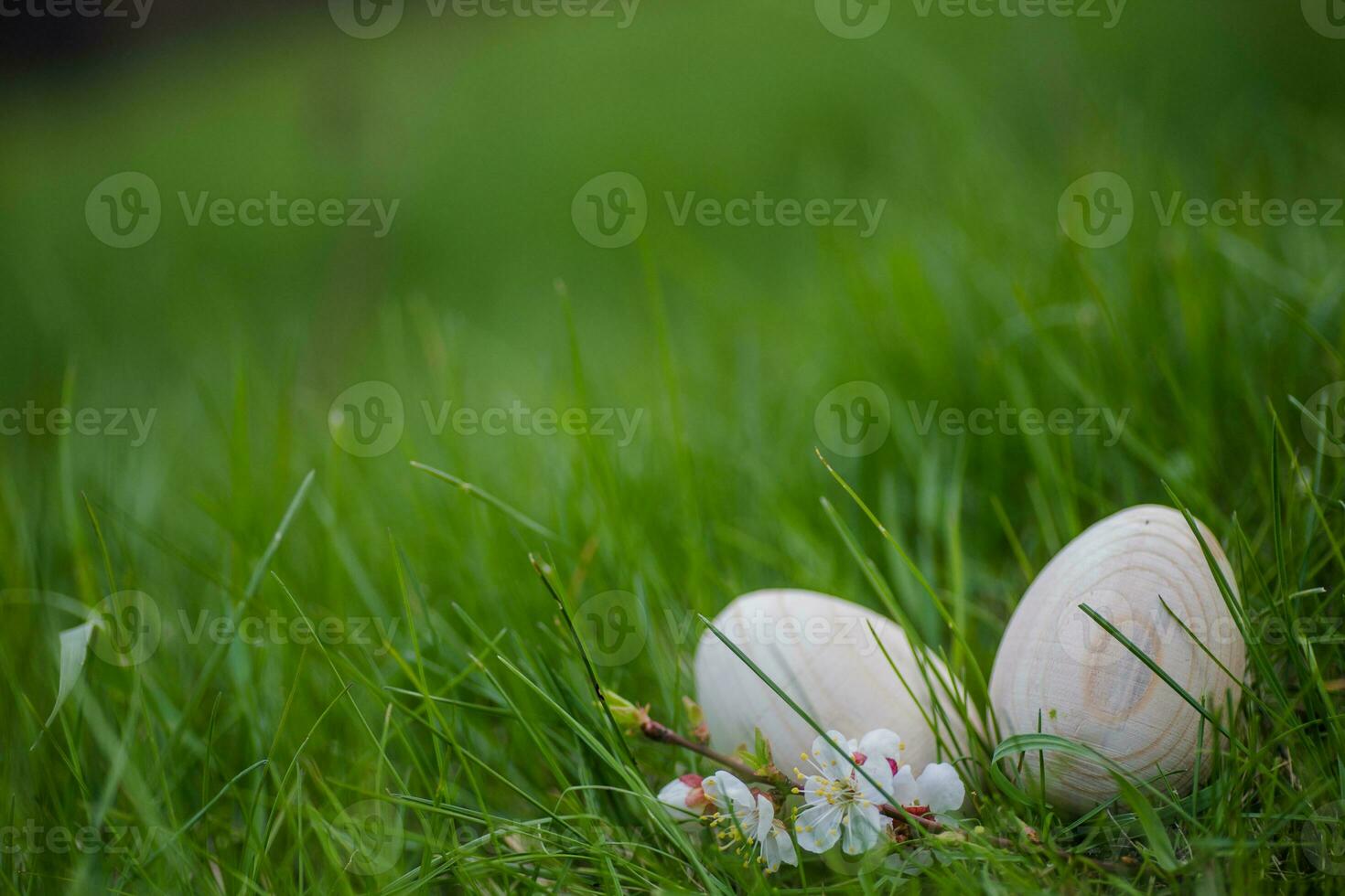 Two white Easter eggs with a branch of apricot in green grass. Easter background. Search for eggs at Easter. photo