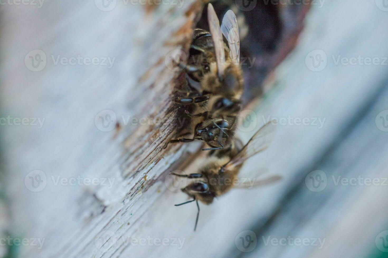 Bees at old hive entrance. Bees are returning from honey collection to blue hive. Bees are at entrance. Honey-bee colony guards hive from looting honeydew. bees return to beehive after the honeyflow. photo