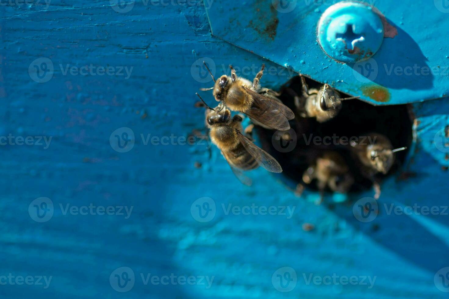 Bees at old hive entrance. Bees are returning from honey collection to blue hive. Bees are at entrance. Honey-bee colony guards hive from looting honeydew. bees return to beehive after the honeyflow. photo