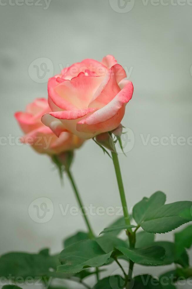 Two Beautiful pink garden roses on a white wall background photo