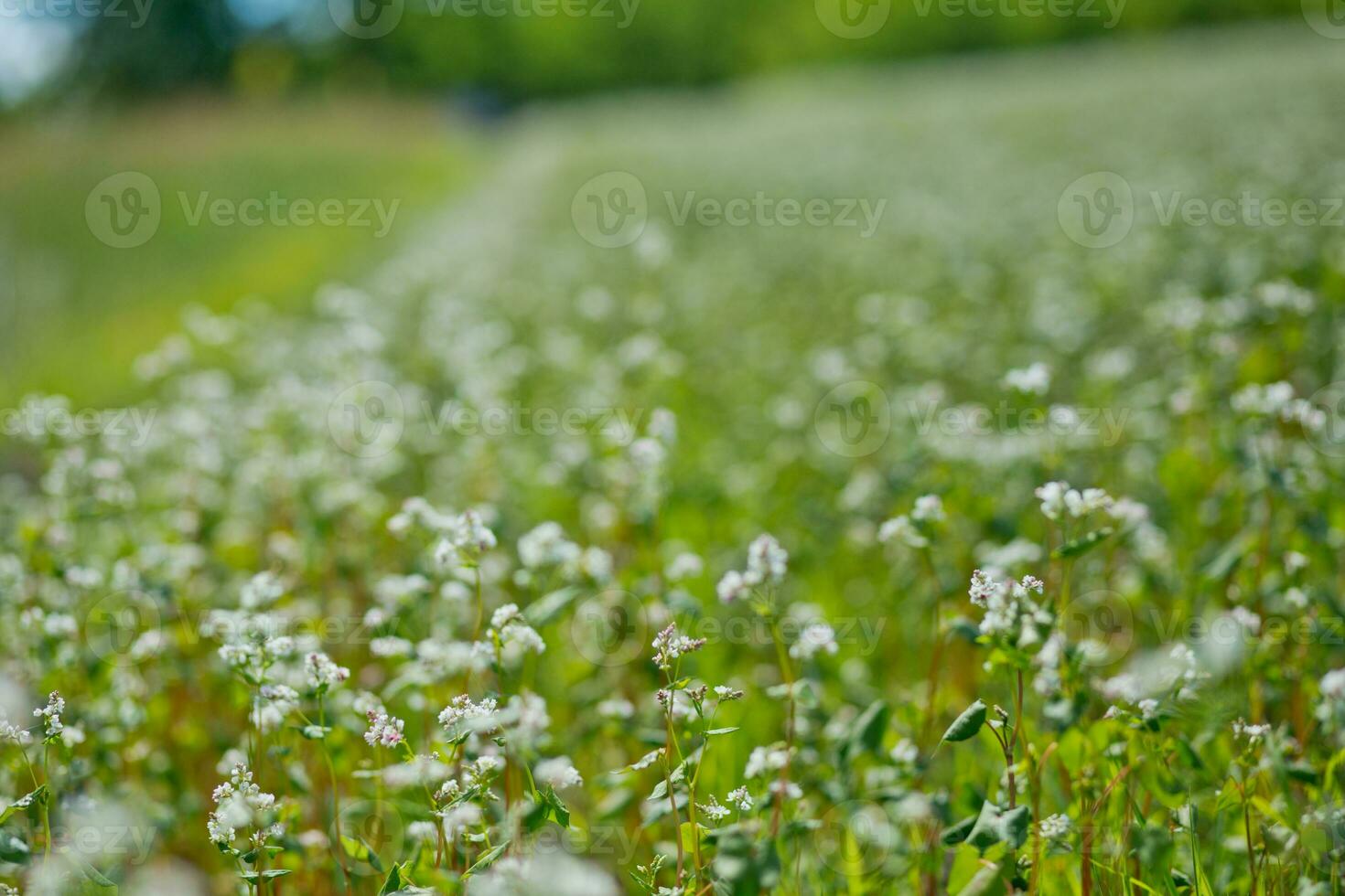 Field of buckwheat on a background of a stormy sky. Buckwheat, Fagopyrum esculentum, Japanese buckwheat and silverhull buckwheat blooming on the field. Close-up flowers of buckwheat photo