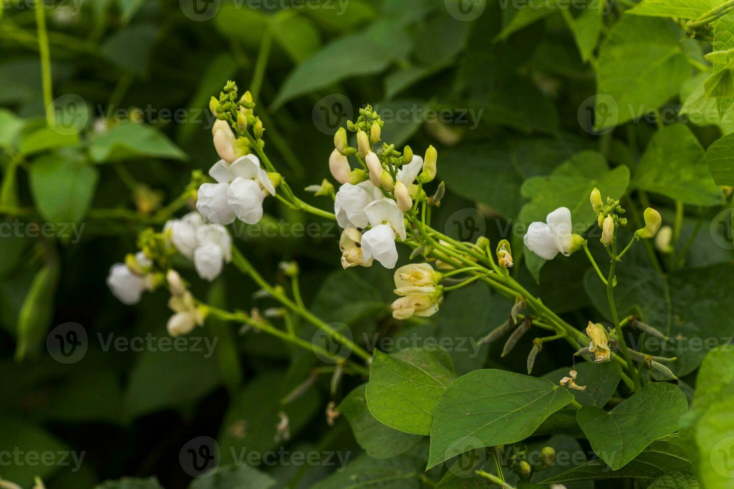 white Flowers of green bean on a bush. French beans growing on the field. Plants of flowering string beans. snap beans slices. haricots vert close up. photo