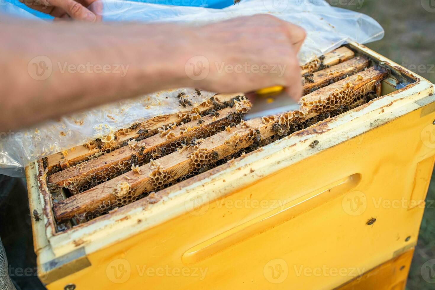 beekeeper at work a beekeeper extracts frame and controls how work of the bees proceeds photo