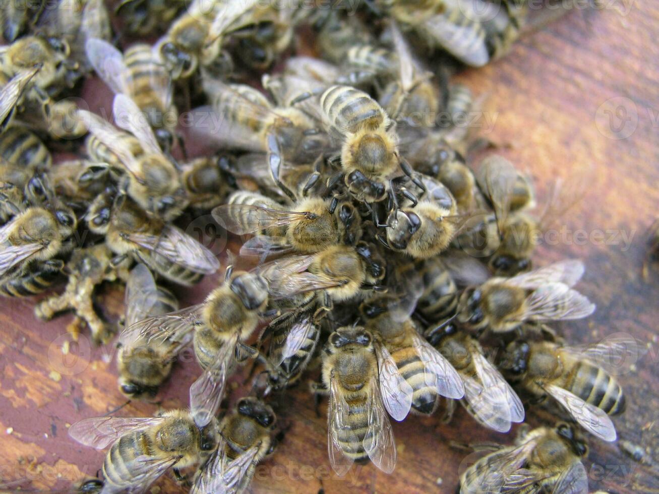 cluster requeening by bees, colony of bees. Bees took queen bee to cluster after replanting, wrong replacement. Working bees kill queen bee. photo