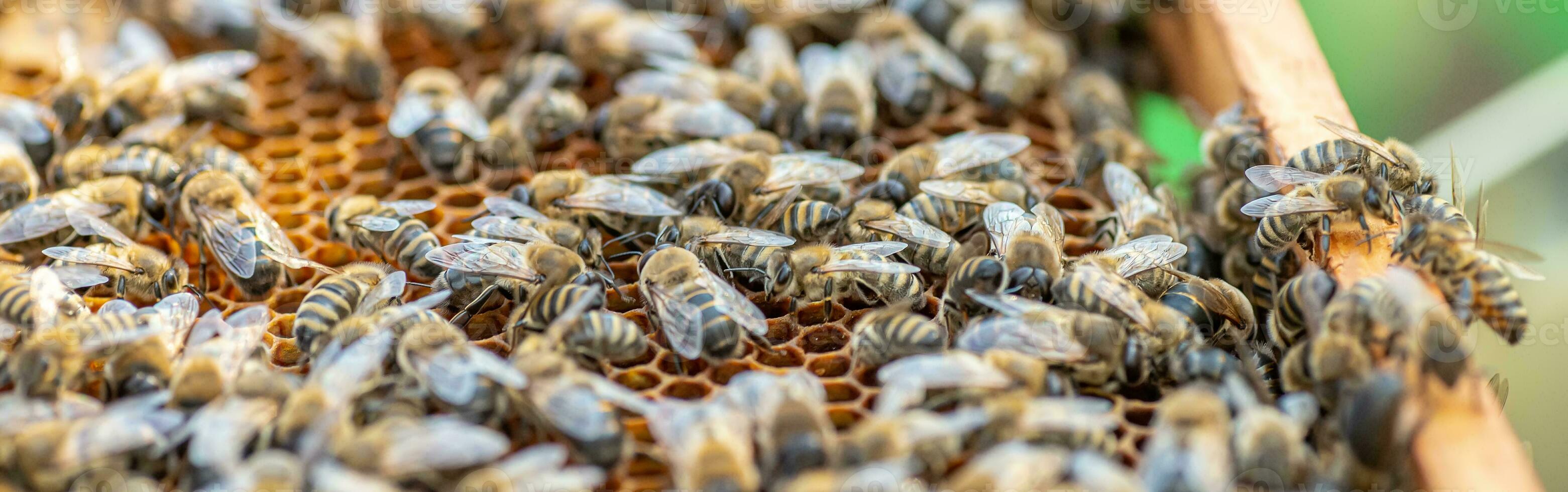 Drones on a wax frame surrounded by bee colonies. Beekeeping. Growing drones to select sperm. Artificial insemination of the queen bee with sperm of donor's drone. photo