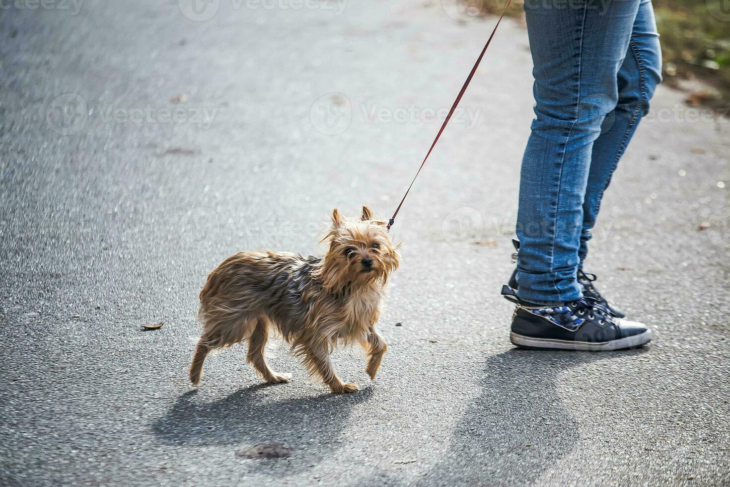 little poor dog on leash. owner walks sick dog during coronavirus pandemic. photo
