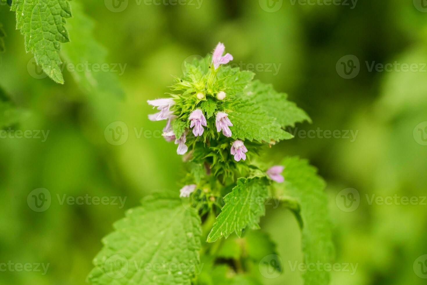 lamio purpureo, rojo ortiga muerta, púrpura ortiga muerta, o púrpura arcángel. cierne rosado flores entre el verde hojas en el bosque. coleccionar medicinal plantas para No tradicional medicamento. selectivo atención foto