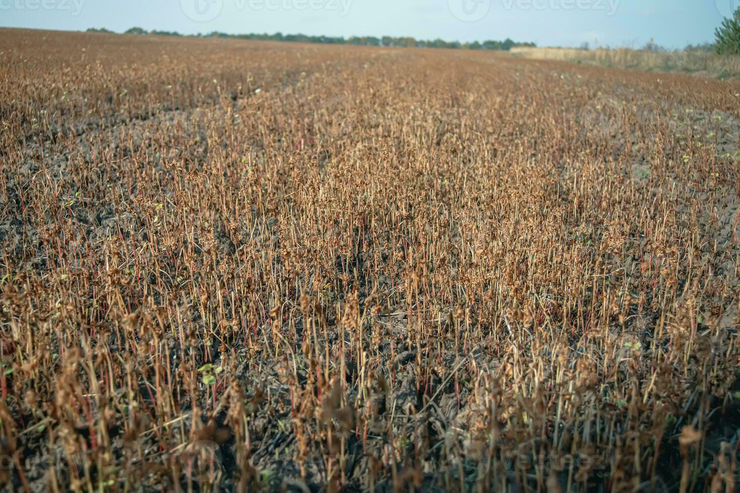 Buckwheat after frost. Frozen leaves and flowers of Buckwheat. Plants after sharp cold snap. Dead parts of plants after frost. destroyed crops, collapse of business. Problems of agronomy photo