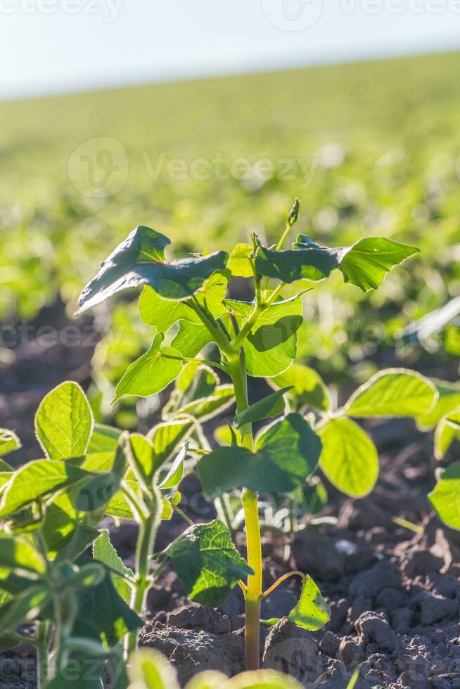 Buckwheat sprouts on field. Buckwheat young plants in the garden. Agricultural culture. Honey plants Ukraine photo