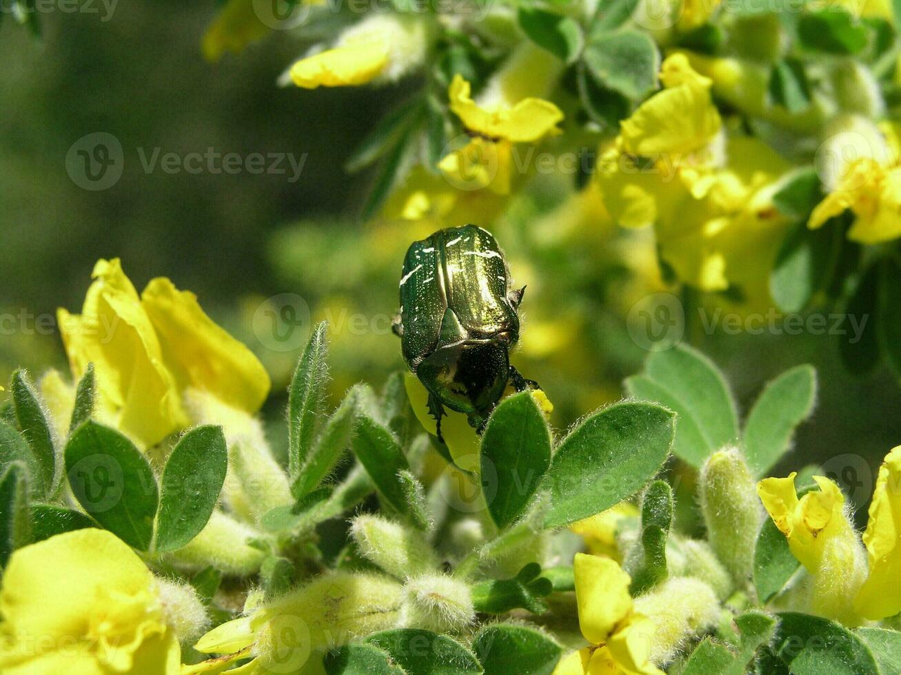 Macro photo  a yellow flower  Cytisus ratisbonensis  in the month of May.  Honey plants Ukraine. Collect pollen from flowers and buds