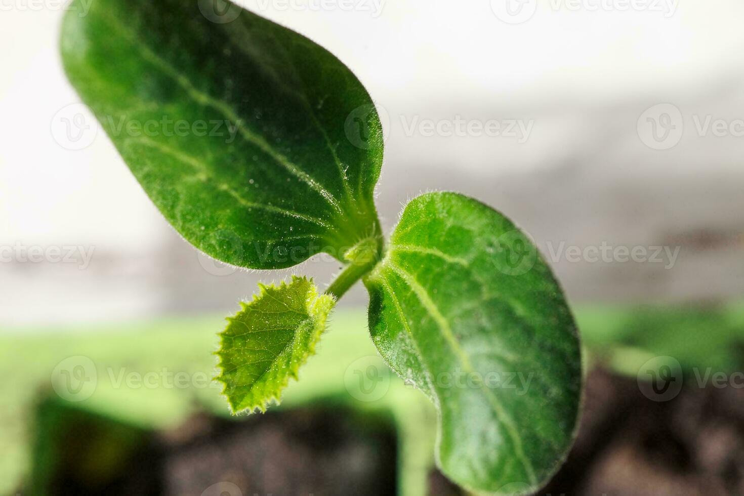 Young sprout new cucumber on a windowsill. Preparing for the garden season - planting cucumbers. Young sprout cucumber in the box for seedlings. photo