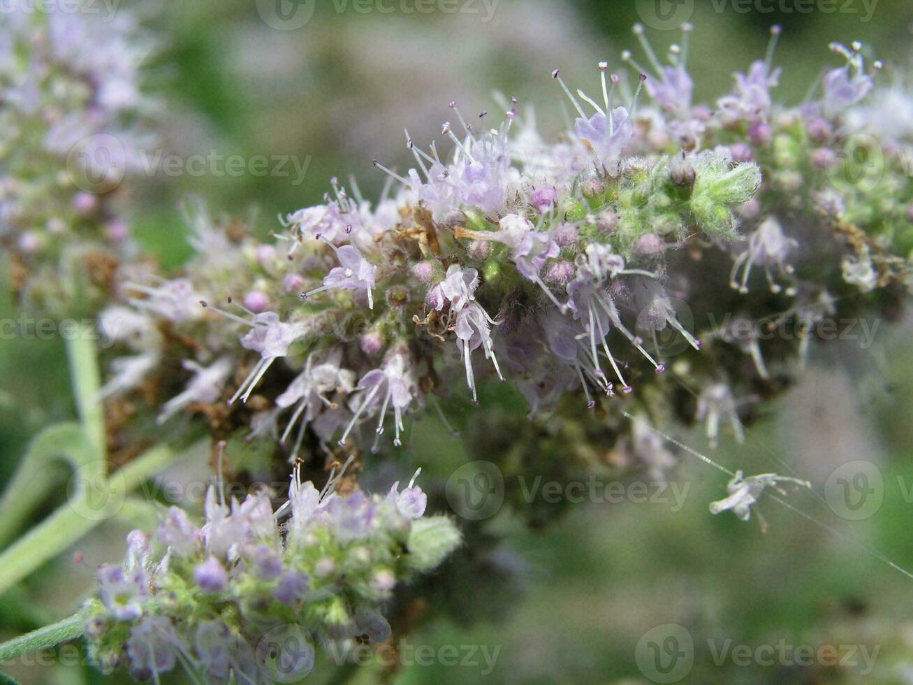 mentha asiática flor foto