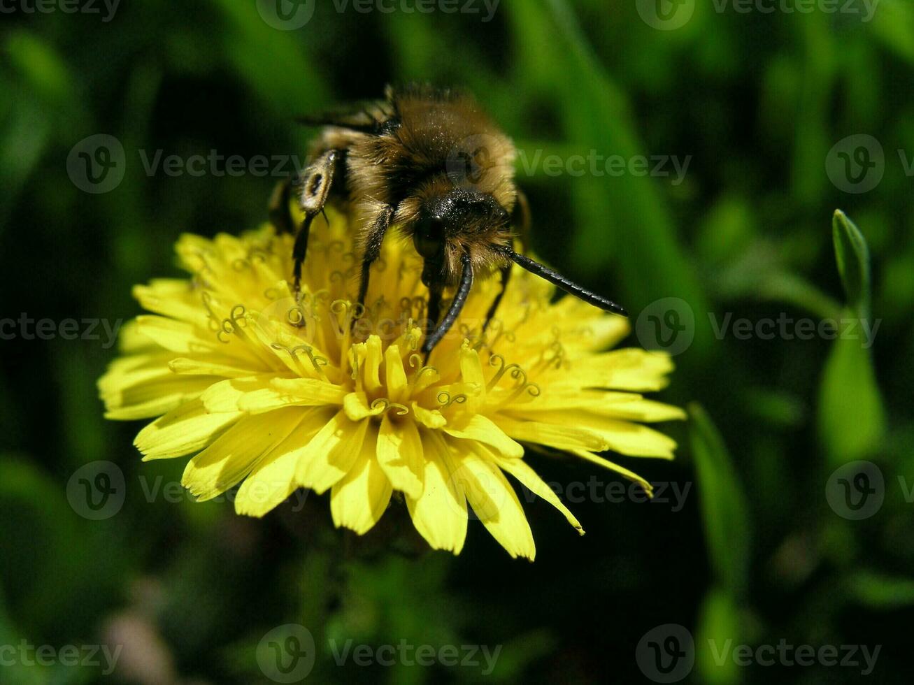 A bee collects nectar from a yellow flower dandelion in the month of May.  Honey plants Ukraine. Collect pollen from flowers and buds photo