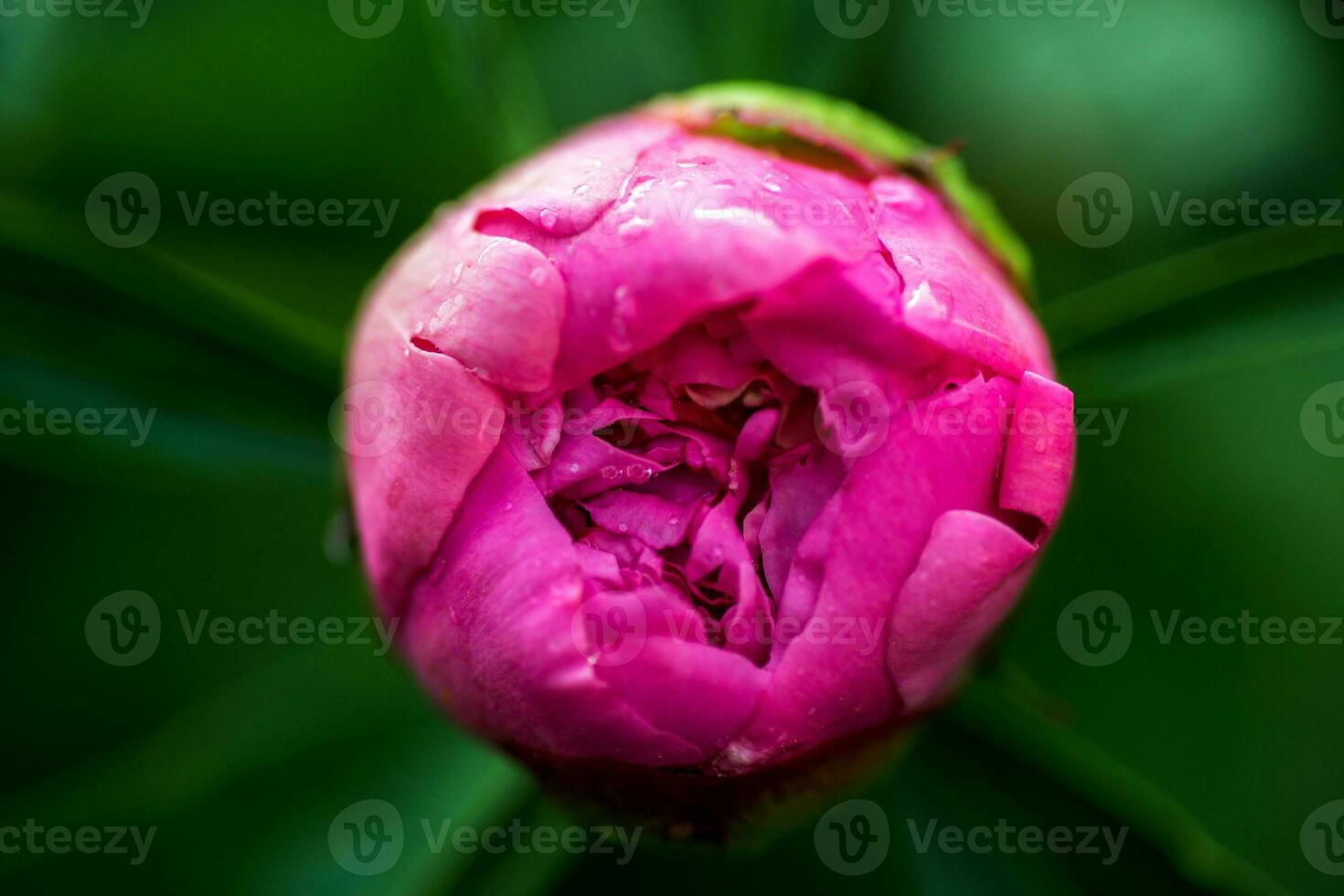 Risen bud pink peony photo