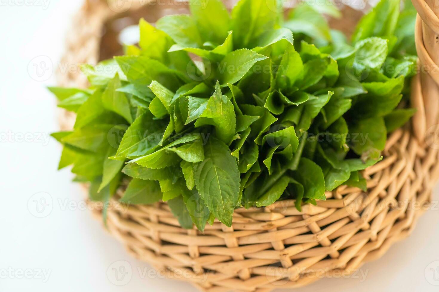 spring in the wild Mercurialis perennis, dog's mercury poisonous collected by an herbalist to prepare an emetic, ophthalmic and purgative elixir. used externally to treat menstrual pain, ear, and eye problems, warts, and sores photo