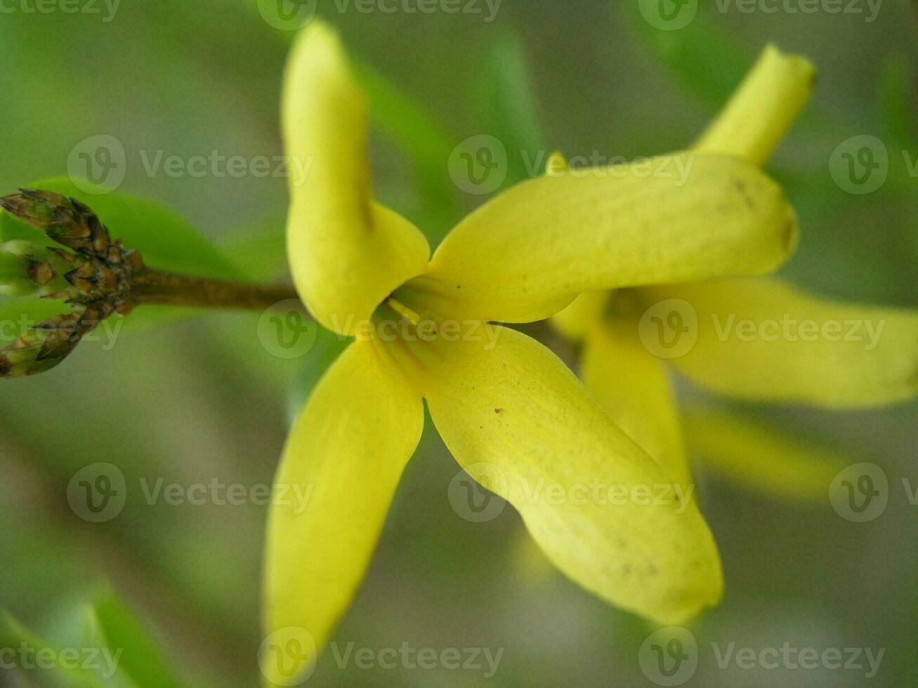 Forsythia flower close-up. Flowering shrub. Honey plant with yel photo