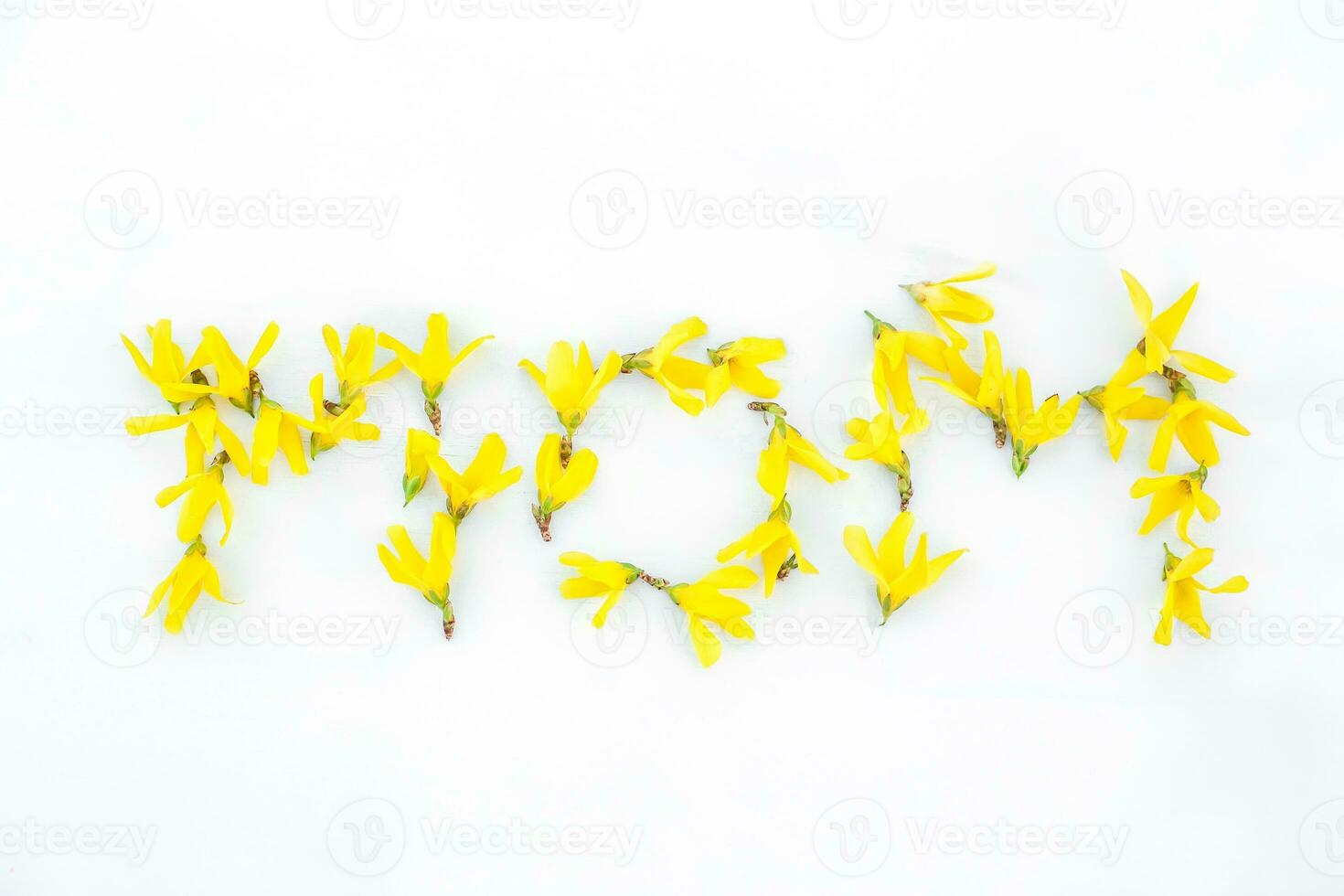 inscription Mama made of petals and buds MOM made of Forsythia, Easter tree yellow flowers on white background photo