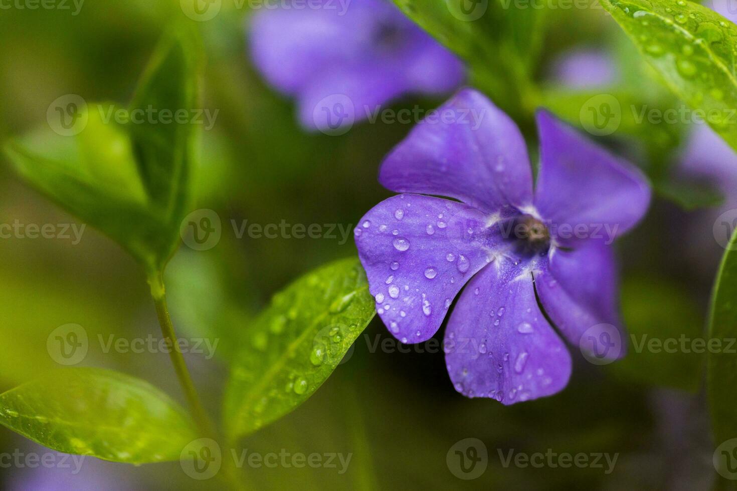 Purple Vinca, periwinkle flower. Natural background with spring flower. Periwinkle after the rain close-up. photo