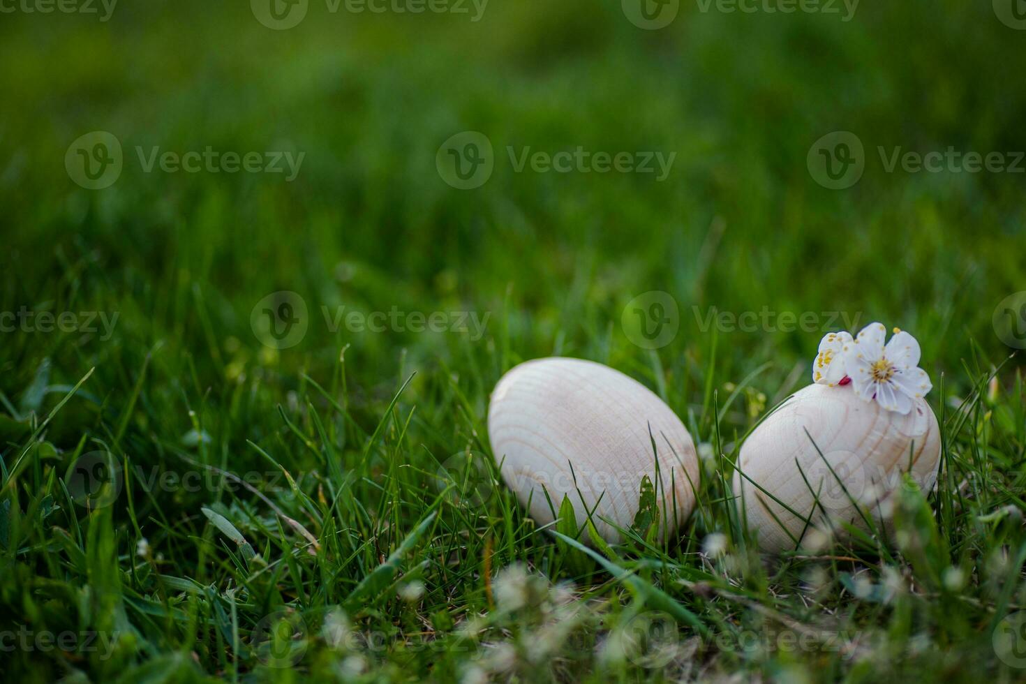 Two white Easter eggs with a branch of apricot in green grass. Easter background. Search for eggs at Easter. photo