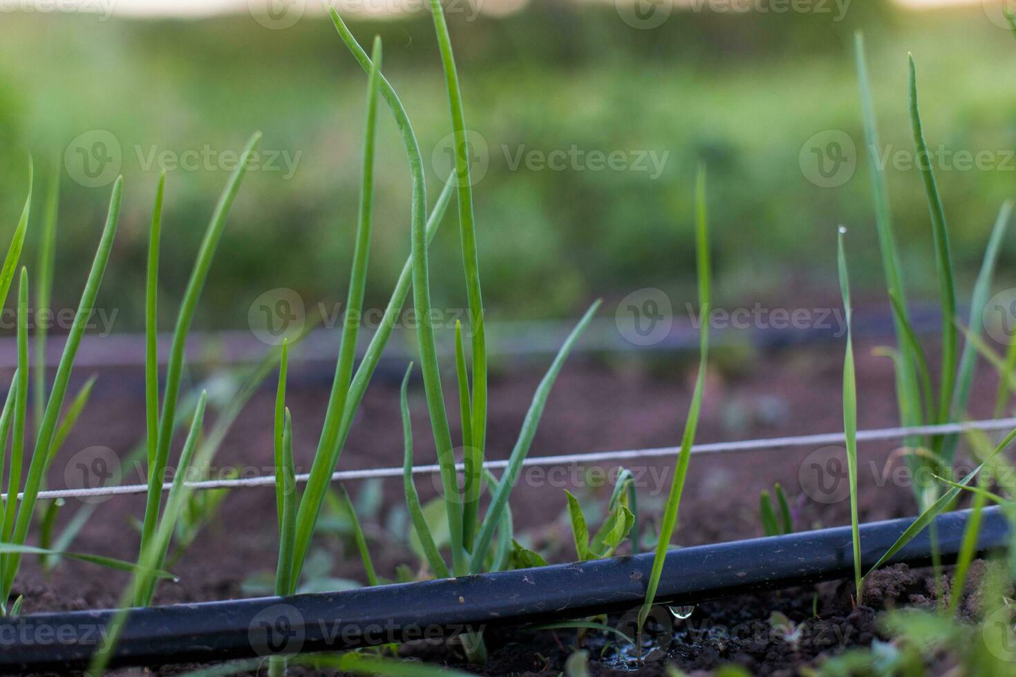 Spring garden plants - garlic, onion. bow grows on bedsCultivation of onions in the garden in the village in the country. photo