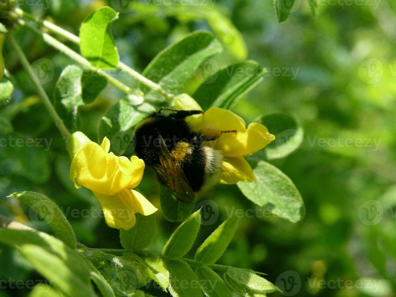 Big hairy bumblebee collects nectar from a yellow flower shrub C photo