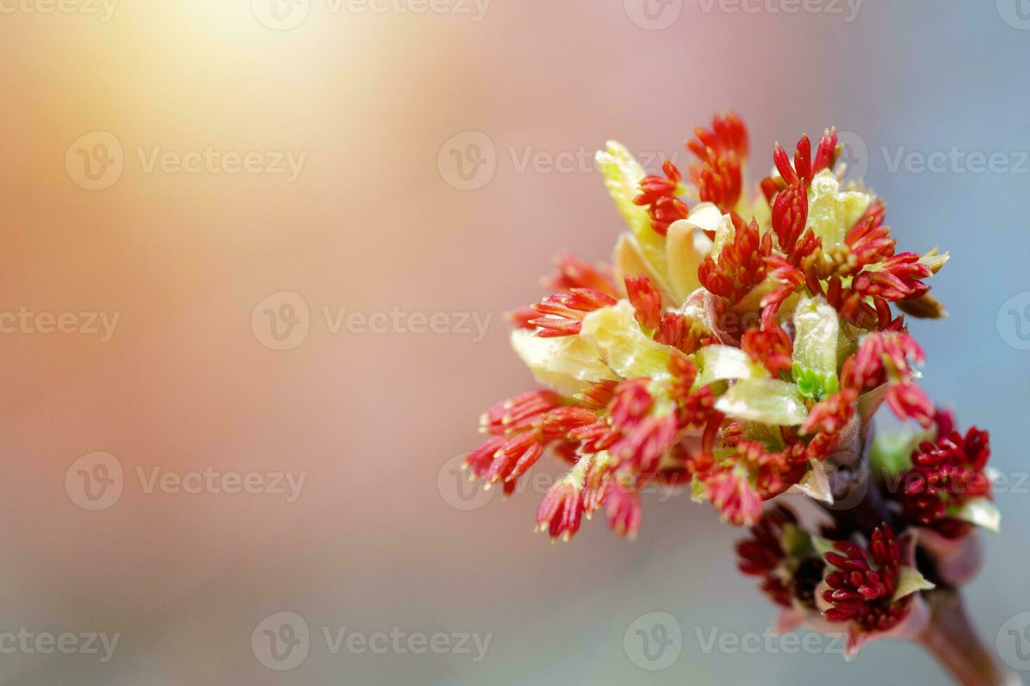 Acer negundo, Box elder, boxelder, ash-leaved and maple ash, Manitoba, elf, ashleaf maple male inflorescences and flowers on branch photo