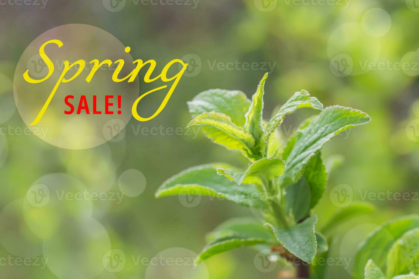 Text SPRING SALE Jostaberry blackcurrant bush branch blossoming for backgrounds in garden. Yellow small flowers photo