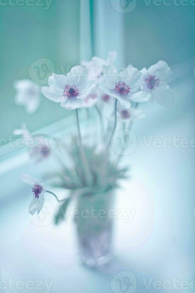 White Wood Anemone flower with yellow center in vase on blurred background on the windowsill near window photo