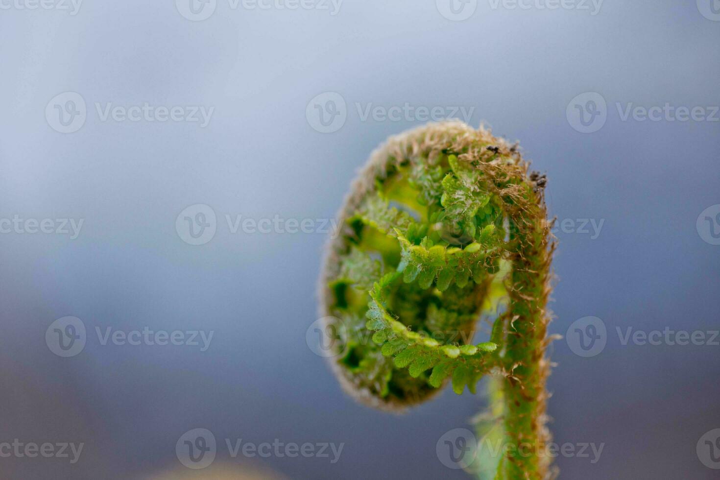 tree fern unrolling a new frond. Blossoming fern true leaves megaphylls close-up. Curl at the end of the fern leaf. photo