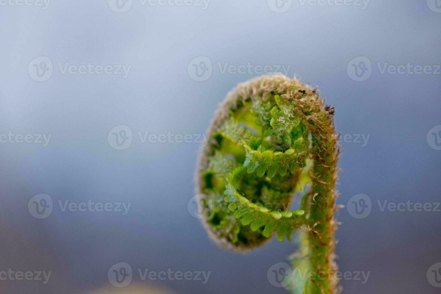 tree fern unrolling a new frond. Blossoming fern true leaves megaphylls close-up. Curl at the end of the fern leaf. photo