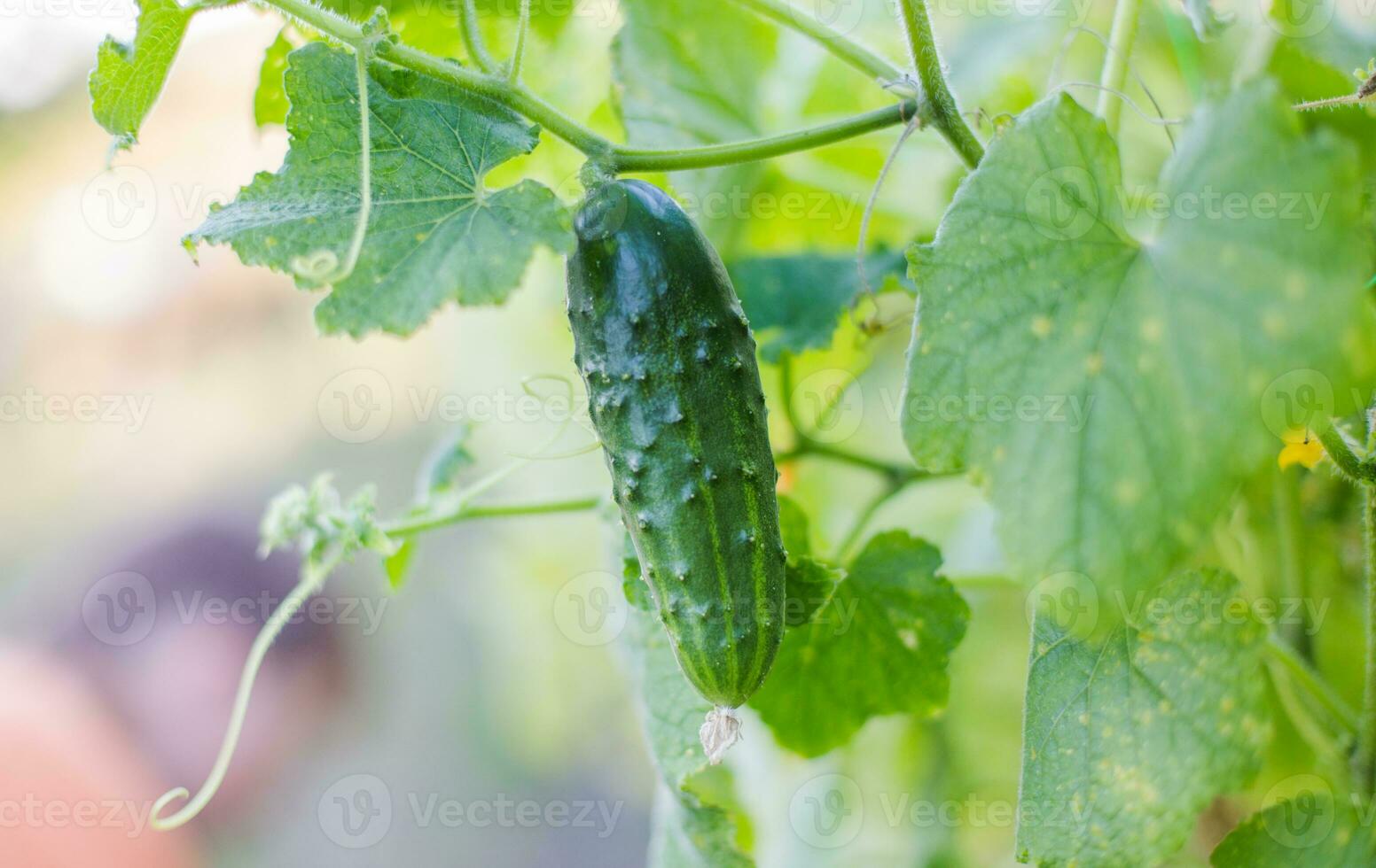 One green ripe cucumber on a bush among the leaves. Cucumber on the background of the garden. photo