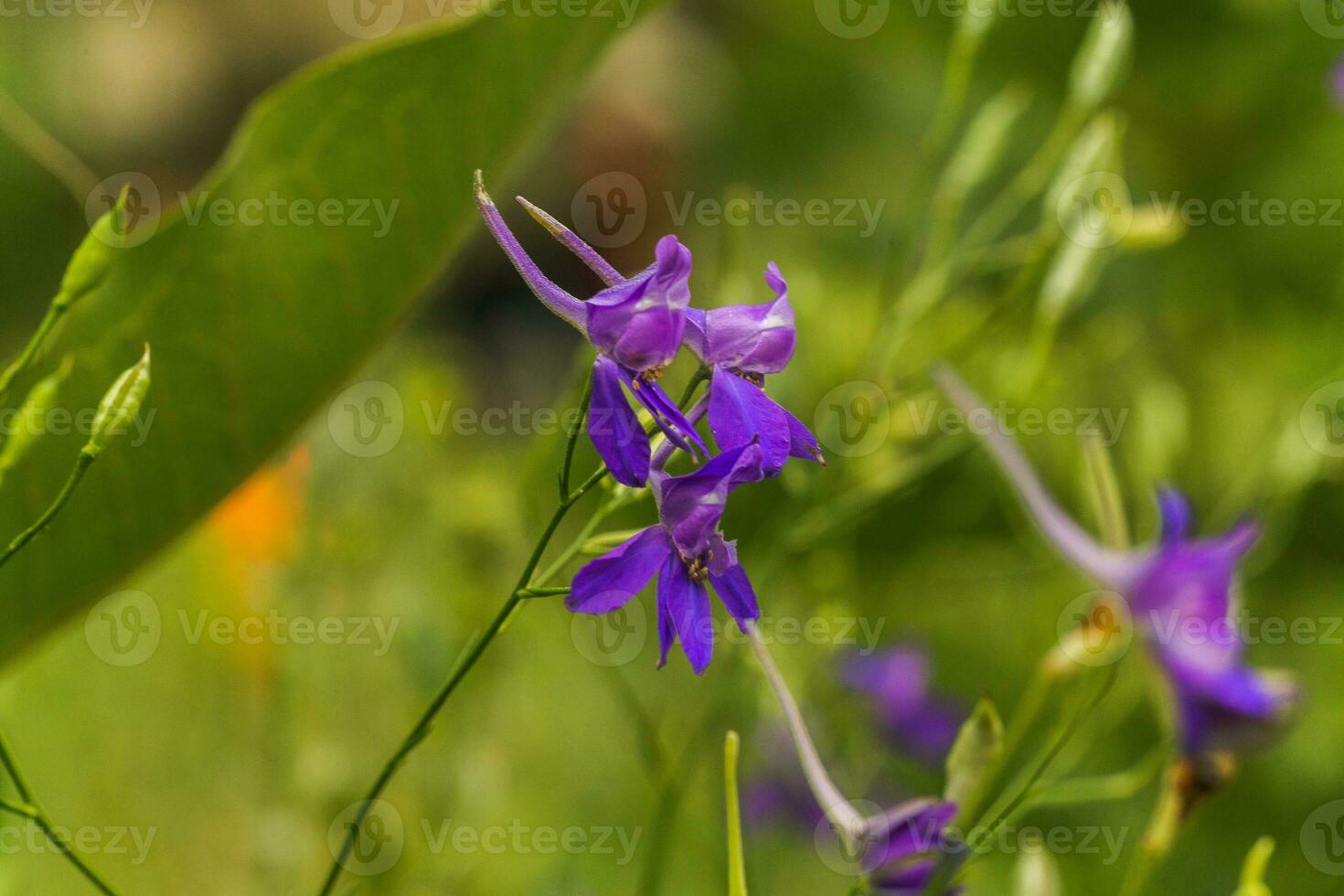 Consolida regalis, forking larkspur, rocket-larkspur, and field larkspur purple small flowers on the field. photo