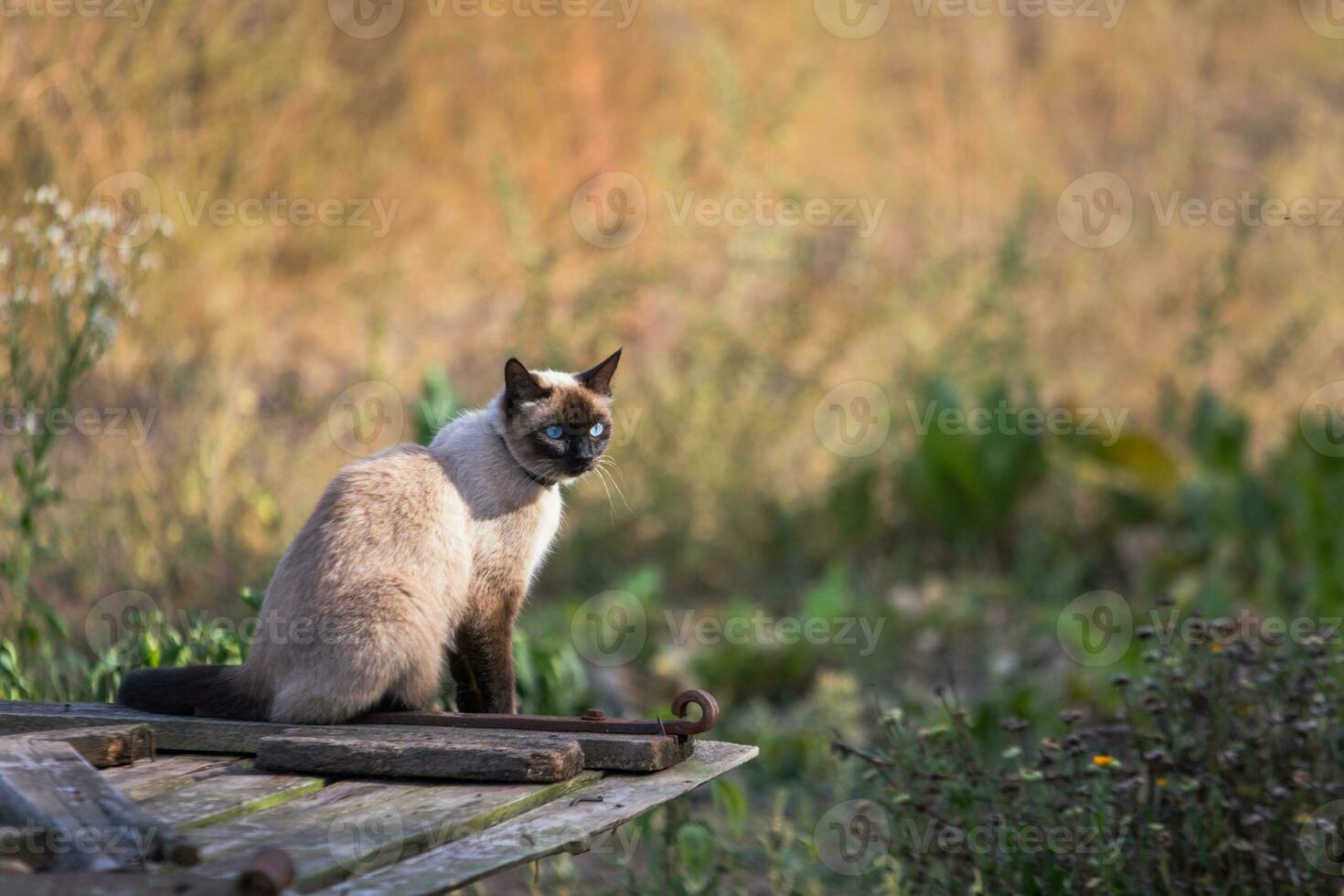 A cat is sitting on a wooden plank. Free-range pets. A cat in a village on the background of a field. photo