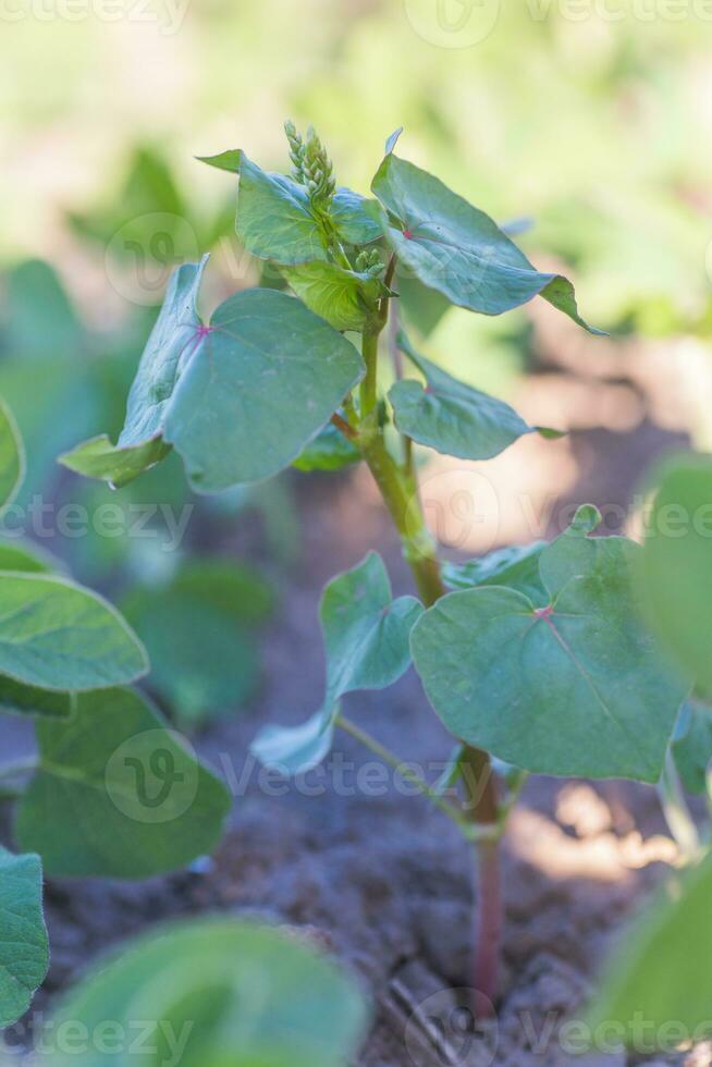 Buckwheat sprouts on field. Buckwheat young plants in the garden. Agricultural culture. Honey plants Ukraine photo