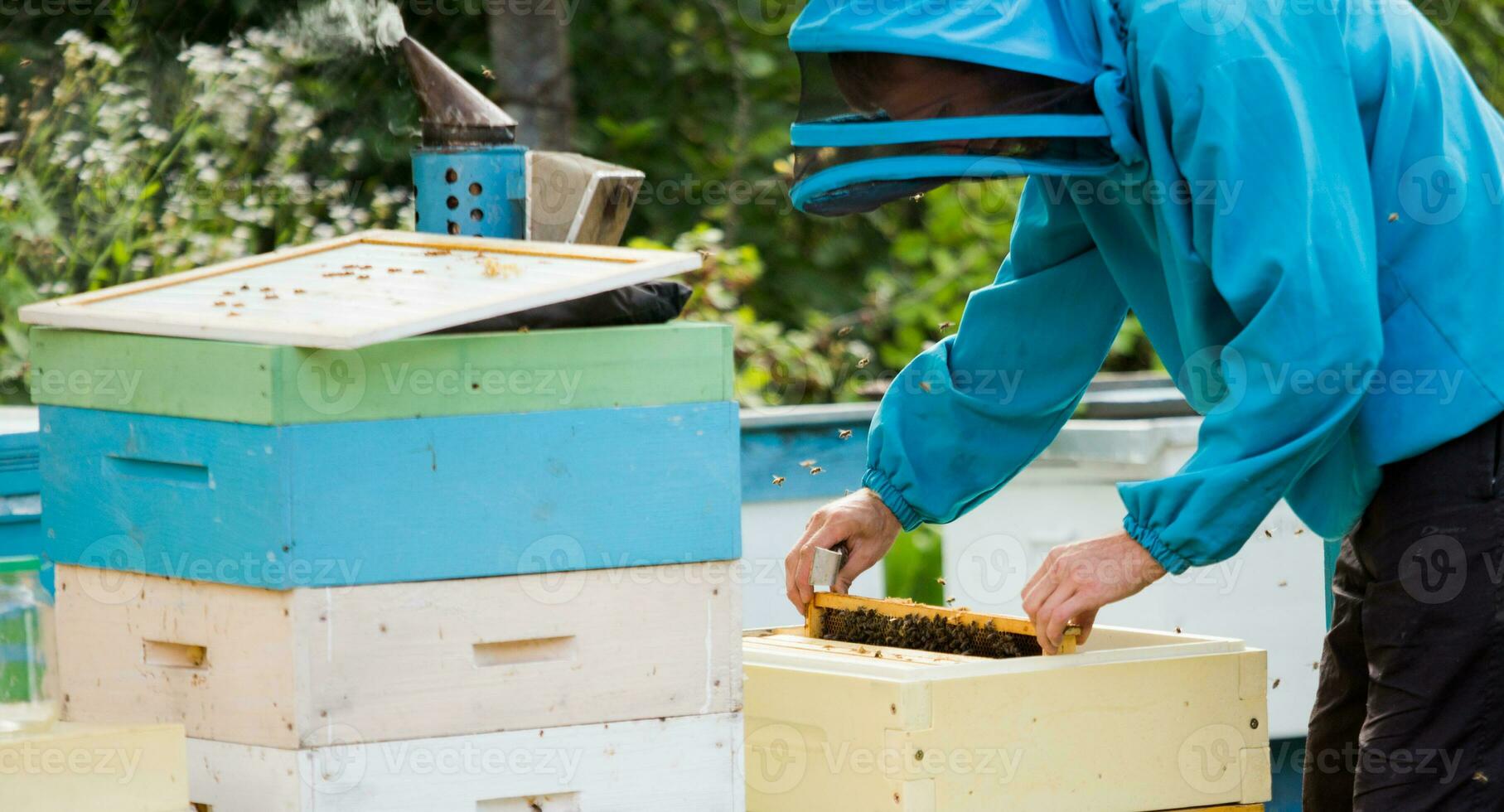 beekeeper returns frame to hive. uniting bee family and puts frame with queen cells in apiary. Beekeeping. photo