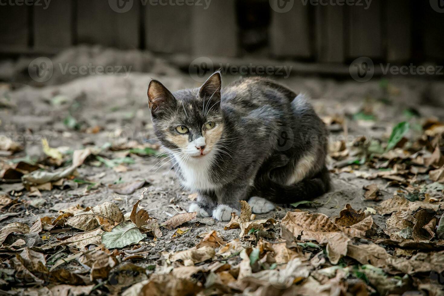 Three-colored mama cat in dry autumn leaves in the backyard of the farmhouse photo
