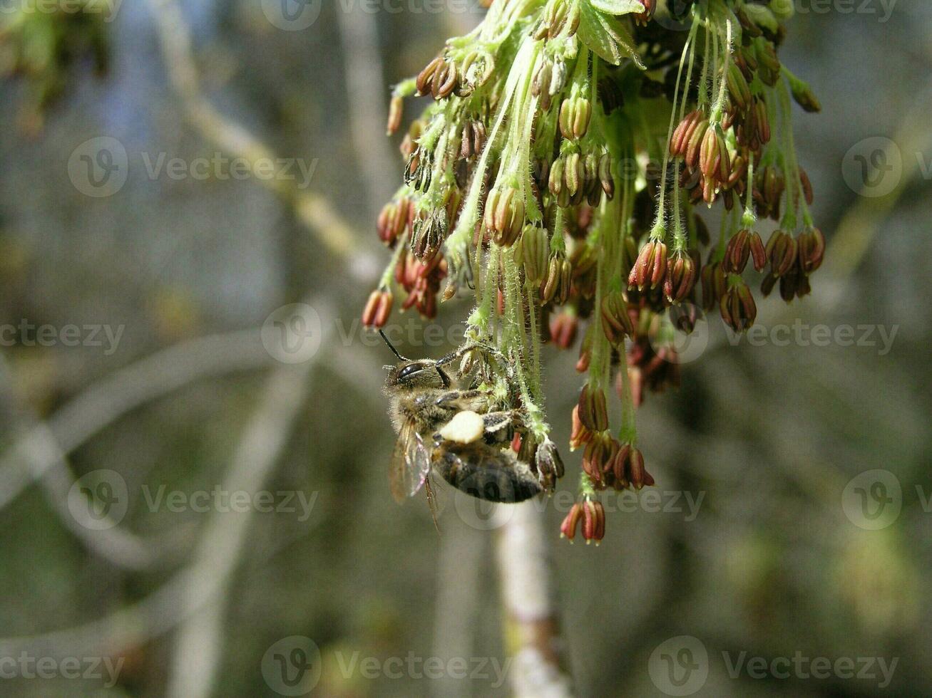 Honey bee collect pollen from Acer negundo  Box elder, boxelder maple, ash-leaved maple, and maple ash . Blossoming catkins on a maple tree. Honey plants of Ukraine. photo