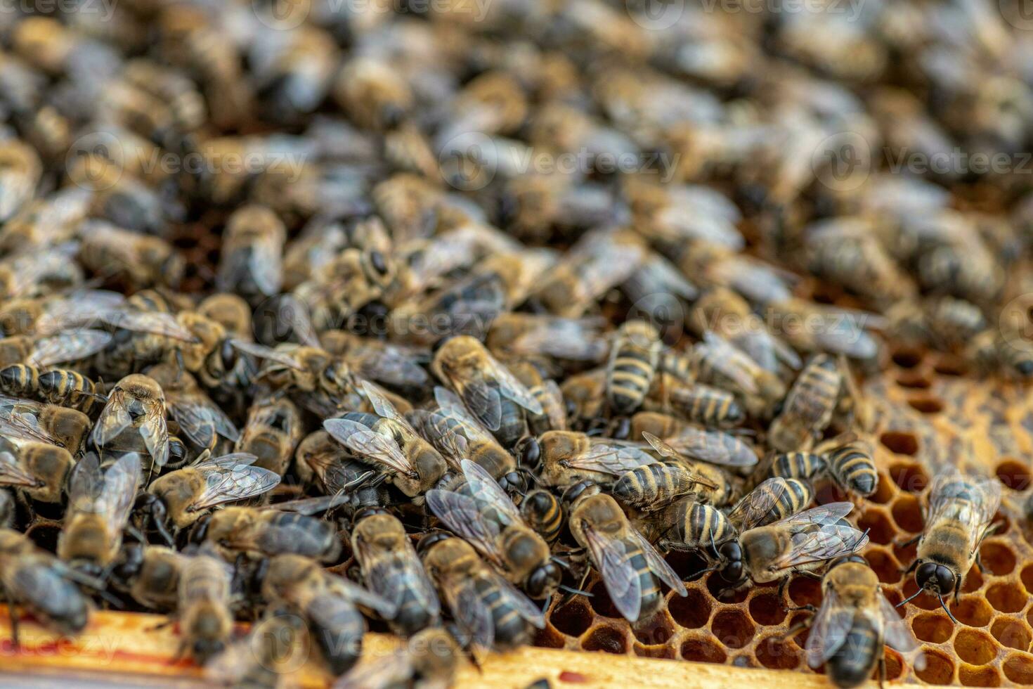Drones on a wax frame surrounded by bee colonies. Beekeeping. Growing drones to select sperm. Artificial insemination of the queen bee with sperm of donor's drone. photo