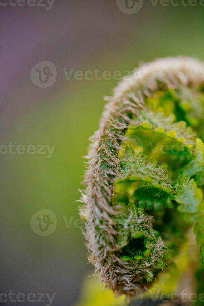 A fern unrolling a young frond at a botanical garden. photo