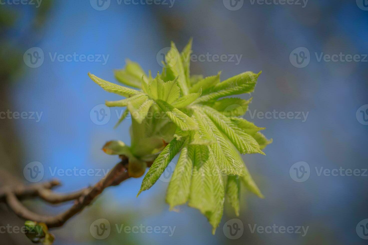 Many young fresh leaves of horse chestnut on a branch. photo