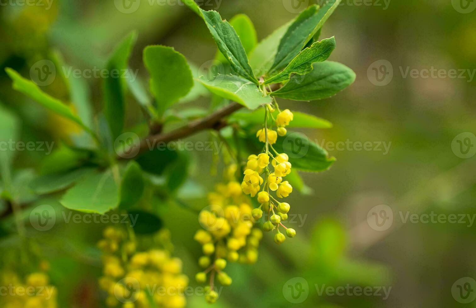 Berberis vulgaris, simply barberry Yellow flowers. Buds cluster on blooming Common or European Barberry in spring photo