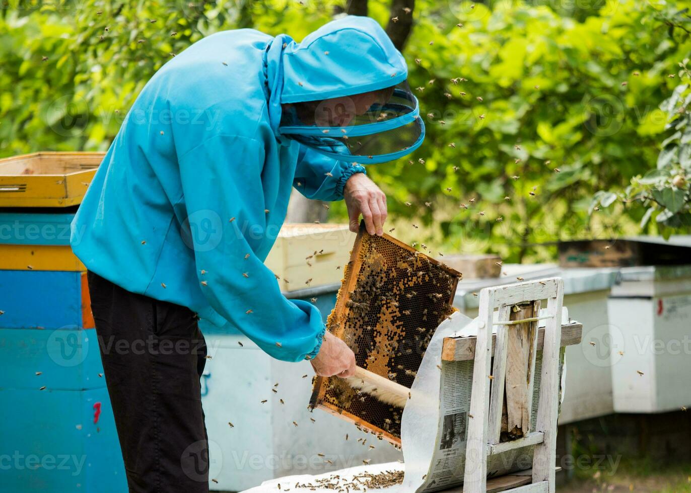 beekeeper shakes bees with frame with single brush to transfer to nucleus box. Artificial insemination of queen bee. Withdrawal of breeding queen bee in beekeeping on nucleus hive apiary. photo