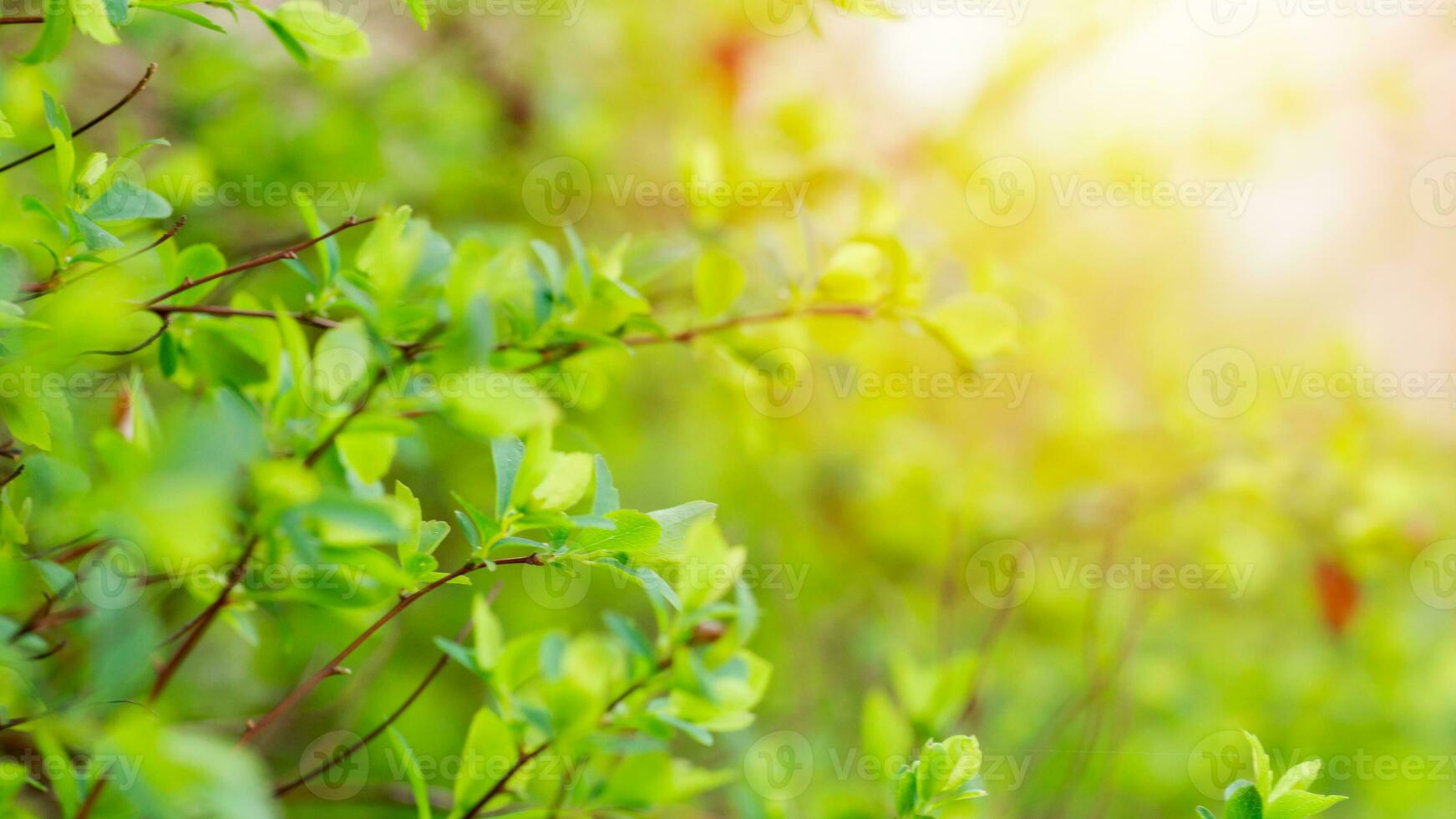 Branches with the first green spirea leaves in early spring. Plant development after frost. Springtime concept. photo